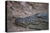 Nile Crocodile, Ranthambhore National Park, Rajasthan, India, Asia-Janette Hill-Stretched Canvas