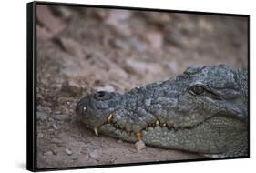 Nile Crocodile, Ranthambhore National Park, Rajasthan, India, Asia-Janette Hill-Framed Stretched Canvas