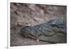 Nile Crocodile, Ranthambhore National Park, Rajasthan, India, Asia-Janette Hill-Framed Photographic Print