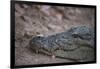 Nile Crocodile, Ranthambhore National Park, Rajasthan, India, Asia-Janette Hill-Framed Photographic Print