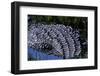 Nile Crocodile Resting in Khwai River-Paul Souders-Framed Photographic Print