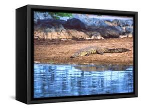 Nile Crocodile, Tanzania-David Northcott-Framed Stretched Canvas