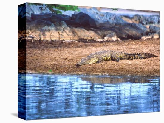 Nile Crocodile, Tanzania-David Northcott-Stretched Canvas