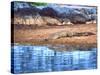 Nile Crocodile, Tanzania-David Northcott-Stretched Canvas