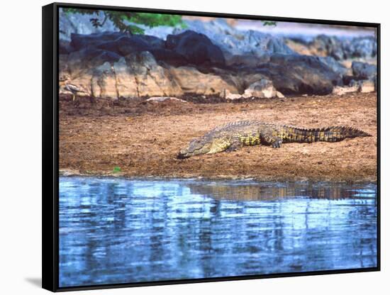 Nile Crocodile, Tanzania-David Northcott-Framed Stretched Canvas