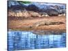 Nile Crocodile, Tanzania-David Northcott-Stretched Canvas