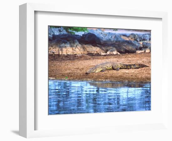 Nile Crocodile, Tanzania-David Northcott-Framed Photographic Print