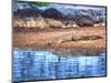 Nile Crocodile, Tanzania-David Northcott-Mounted Photographic Print