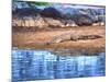 Nile Crocodile, Tanzania-David Northcott-Mounted Photographic Print