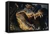 Nile Crocodile with Open Mouth-Paul Souders-Framed Stretched Canvas