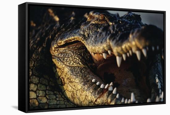 Nile Crocodile with Open Mouth-Paul Souders-Framed Stretched Canvas