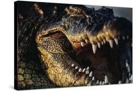 Nile Crocodile with Open Mouth-Paul Souders-Stretched Canvas