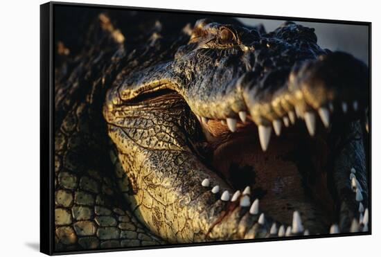 Nile Crocodile with Open Mouth-Paul Souders-Framed Stretched Canvas