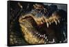 Nile Crocodile with Open Mouth-Paul Souders-Framed Stretched Canvas