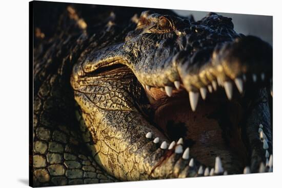 Nile Crocodile with Open Mouth-Paul Souders-Stretched Canvas