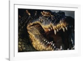 Nile Crocodile with Open Mouth-Paul Souders-Framed Photographic Print