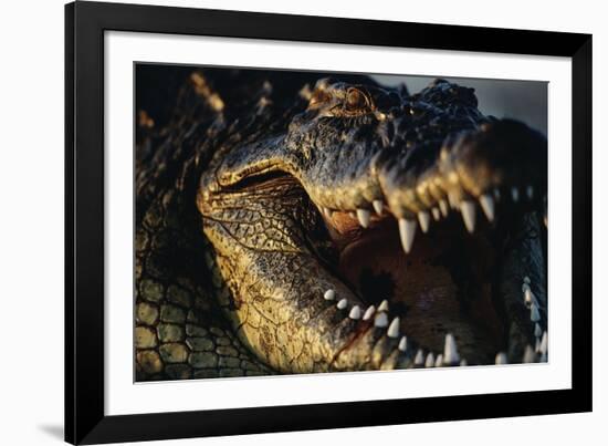 Nile Crocodile with Open Mouth-Paul Souders-Framed Photographic Print