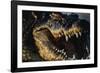 Nile Crocodile with Open Mouth-Paul Souders-Framed Photographic Print