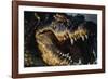 Nile Crocodile with Open Mouth-Paul Souders-Framed Photographic Print