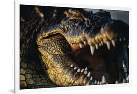 Nile Crocodile with Open Mouth-Paul Souders-Framed Photographic Print