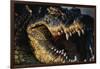 Nile Crocodile with Open Mouth-Paul Souders-Framed Photographic Print