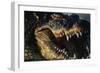 Nile Crocodile with Open Mouth-Paul Souders-Framed Photographic Print