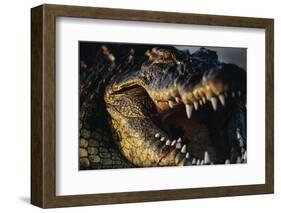 Nile Crocodile with Open Mouth-Paul Souders-Framed Photographic Print