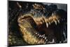 Nile Crocodile with Open Mouth-Paul Souders-Mounted Photographic Print