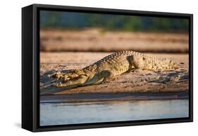 Nile Crocodile-Howard Ruby-Framed Stretched Canvas