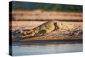 Nile Crocodile-Howard Ruby-Stretched Canvas