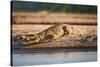 Nile Crocodile-Howard Ruby-Stretched Canvas