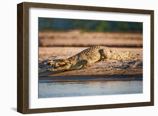 Nile Crocodile-Howard Ruby-Framed Photographic Print