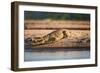 Nile Crocodile-Howard Ruby-Framed Photographic Print