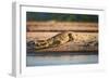 Nile Crocodile-Howard Ruby-Framed Photographic Print