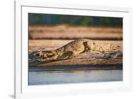 Nile Crocodile-Howard Ruby-Framed Photographic Print