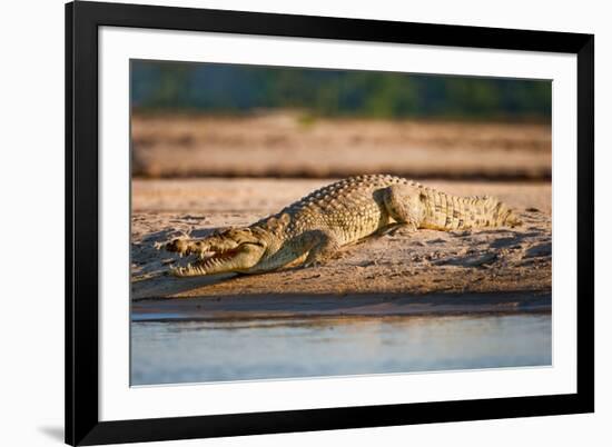 Nile Crocodile-Howard Ruby-Framed Photographic Print