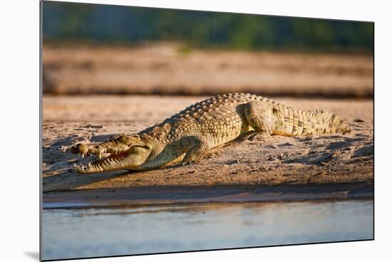 Nile Crocodile-Howard Ruby-Mounted Photographic Print