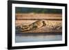 Nile Crocodile-Howard Ruby-Framed Photographic Print