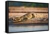 Nile Crocodile-Howard Ruby-Framed Stretched Canvas