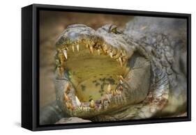 Nile Crocodile-Jon Hicks-Framed Stretched Canvas