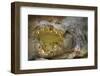 Nile Crocodile-Jon Hicks-Framed Photographic Print