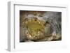 Nile Crocodile-Jon Hicks-Framed Photographic Print