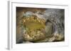 Nile Crocodile-Jon Hicks-Framed Photographic Print