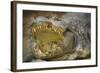 Nile Crocodile-Jon Hicks-Framed Photographic Print