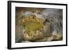 Nile Crocodile-Jon Hicks-Framed Photographic Print