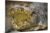 Nile Crocodile-Jon Hicks-Mounted Photographic Print