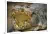 Nile Crocodile-Jon Hicks-Framed Photographic Print