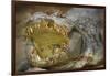 Nile Crocodile-Jon Hicks-Framed Photographic Print