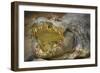 Nile Crocodile-Jon Hicks-Framed Photographic Print