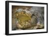 Nile Crocodile-Jon Hicks-Framed Photographic Print